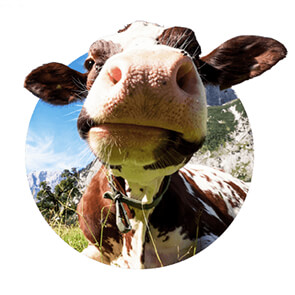 Shopify store selling vegan products project thumbnail